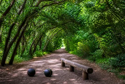 פאזל של Tree Tunnel Trail