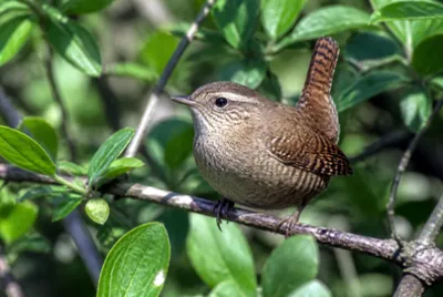 Afternoon Portrait Wren jigsaw puzzle