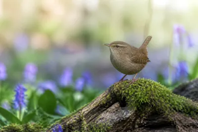 Morning Log Wren