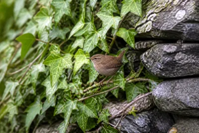 Overcast Ivy Wren