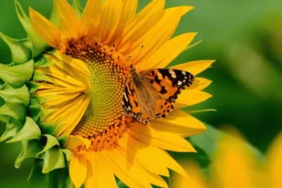 Girasol-mariposa