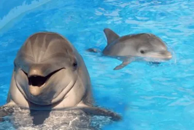 Delfines- piscina