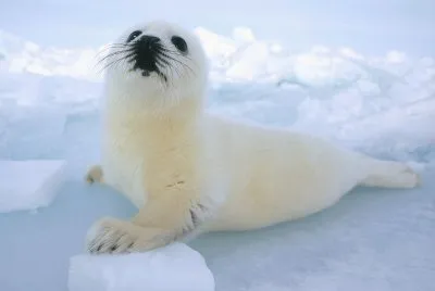 foca blanca