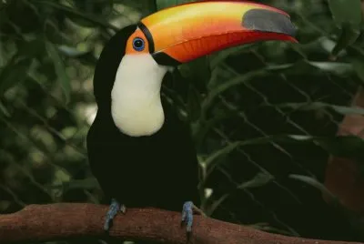 Tucan