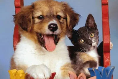 Perro-Gatito