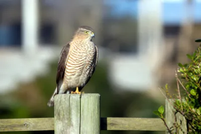 Afternoon Fence Perch