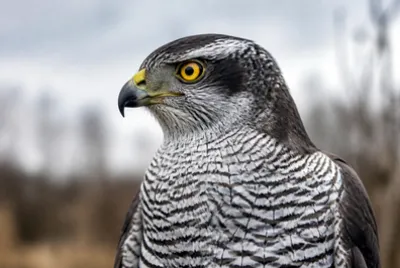 Overcast Goshawk Closeup