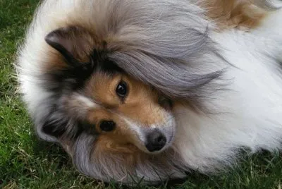 Collie