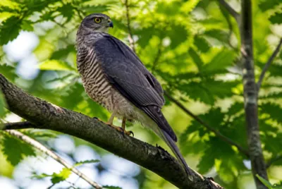 Sunny Woodland Perch