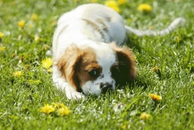 Cachorrito jugueton