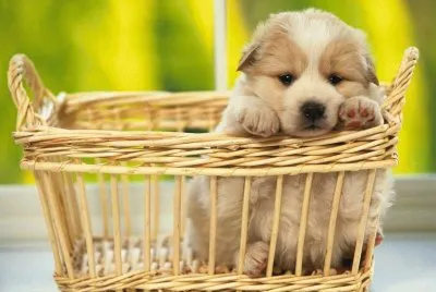 Cachorrito-BB