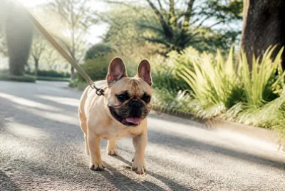 פאזל של Frenchie on Path(grok)