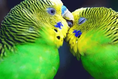 Loritos enamorados