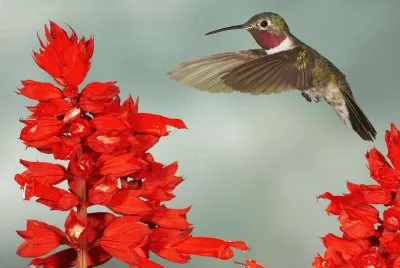 ColibrÃ­-vuelo