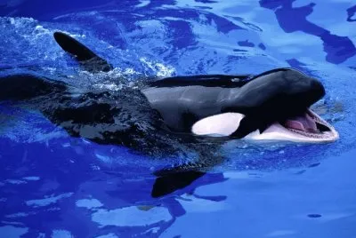 Ballena BB