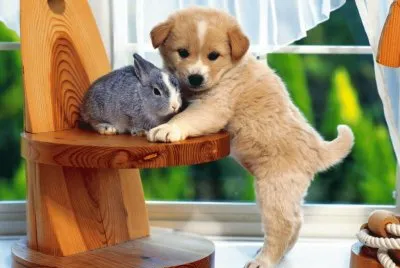 Cachorritos tiernos