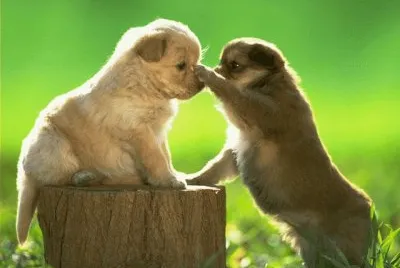 cachorritos tiernos