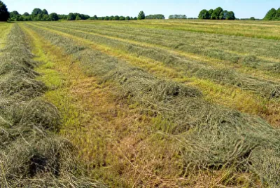 Hay Drying Rows(grok)