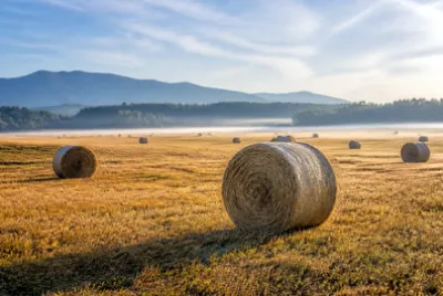 Round Hay Bales(grok)