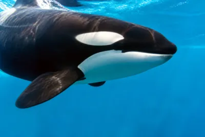 Underwater Orca Side(grok)