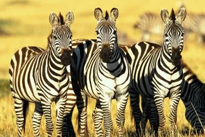 CEBRAS jigsaw puzzle