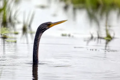 Overcast Swimming Neck