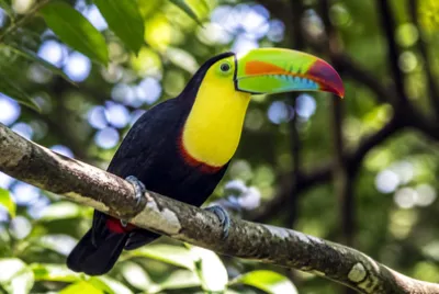 Sunny Canopy Perch