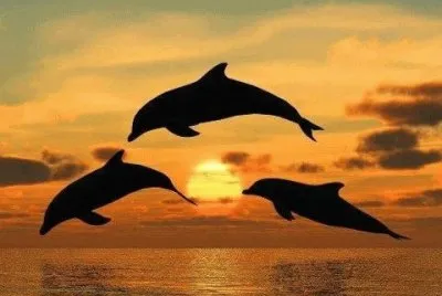 DELFINES jigsaw puzzle
