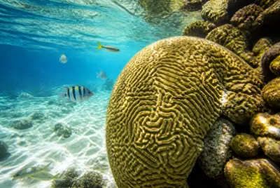 Morning Lagoon Colony