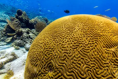 Travel Brain Coral(grok) jigsaw puzzle