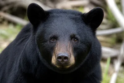 Black Bear Face(grok)