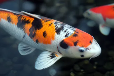 Koi Scales Closeup(grok)
