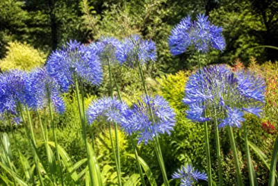 Sunny Blue Agapanthus