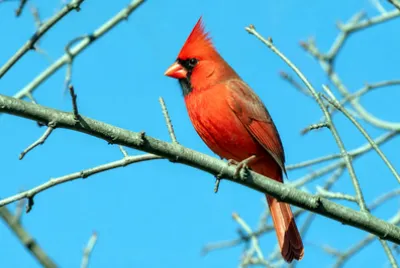 Cardinal on Branch(grok)
