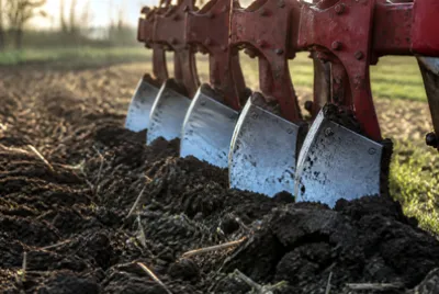 Morning Blade Soil