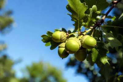 Afternoon Branch Acorns