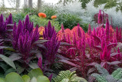Purple Amaranth Blooms(grok)
