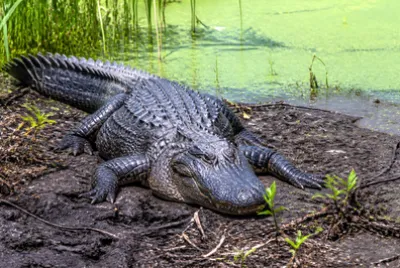 Alligator Riverbank(grok)