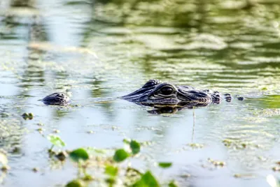Alligator Swamp Surface(grok)