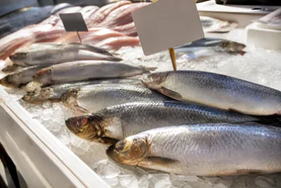 פאזל של Herring on Ice(grok)