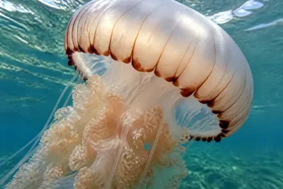 Jellyfish Bell Closeup(grok)