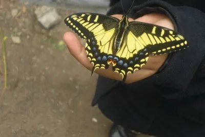 a 15 mins. de salir del capullo jigsaw puzzle