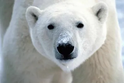 Oso blanco
