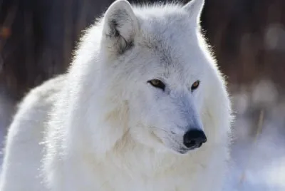 Lobo Blanco