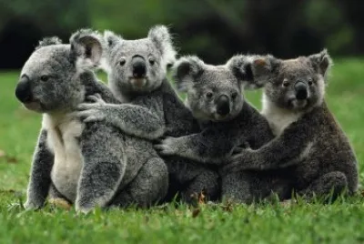 Koalas