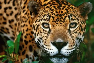Jaguar
