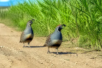 Afternoon Path Quail