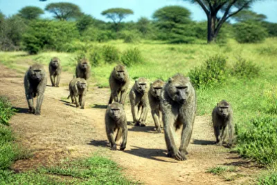 Troop Baboons(grok)