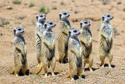 Troop Meerkats(grok)