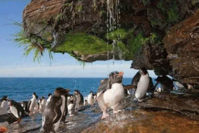 penguins